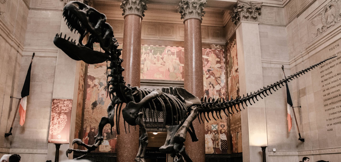 Tyrannosaurus rex skeleton displayed in museum hallway