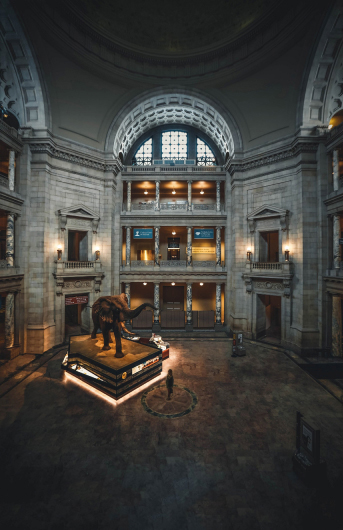 Museum hall with large elephant displayed