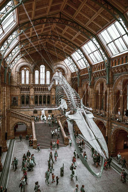 Large blue whale skeleton hanging in ceiling of museum