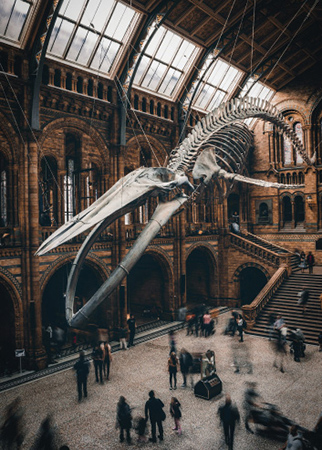 Skeleton of blue whale at museum